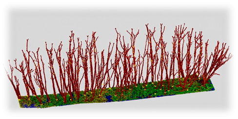 Forest point cloud after semantic segmentation showing stem points separated from vegetation